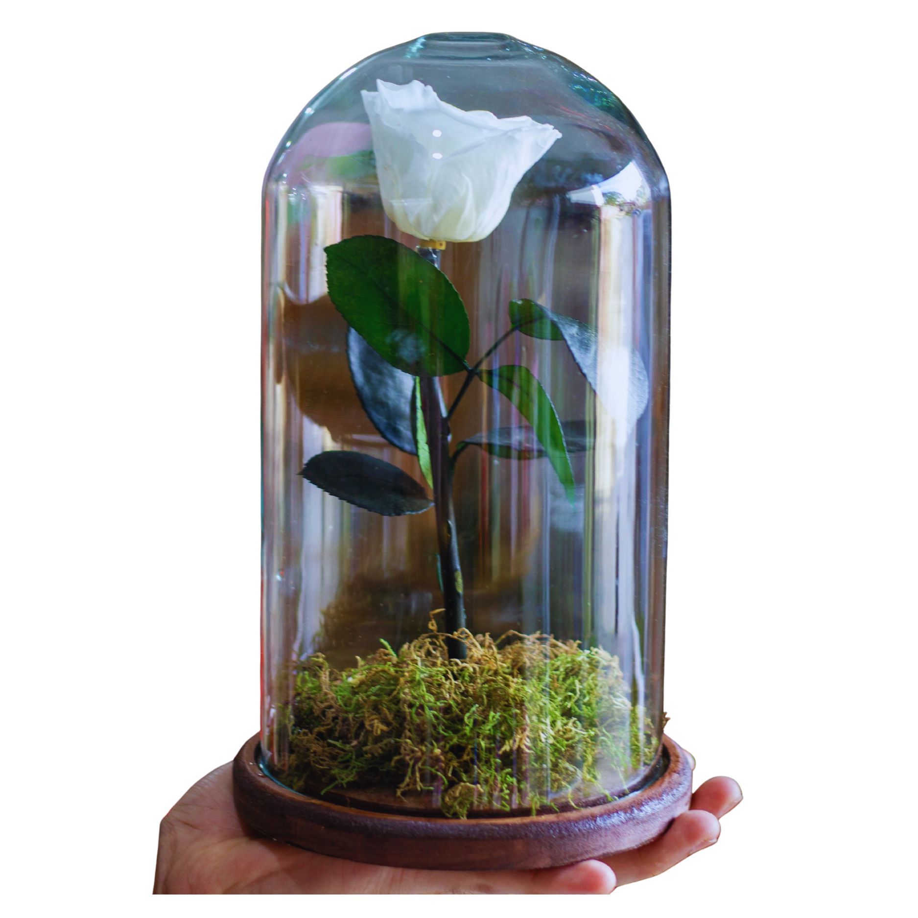 Rosa Encantada Branca