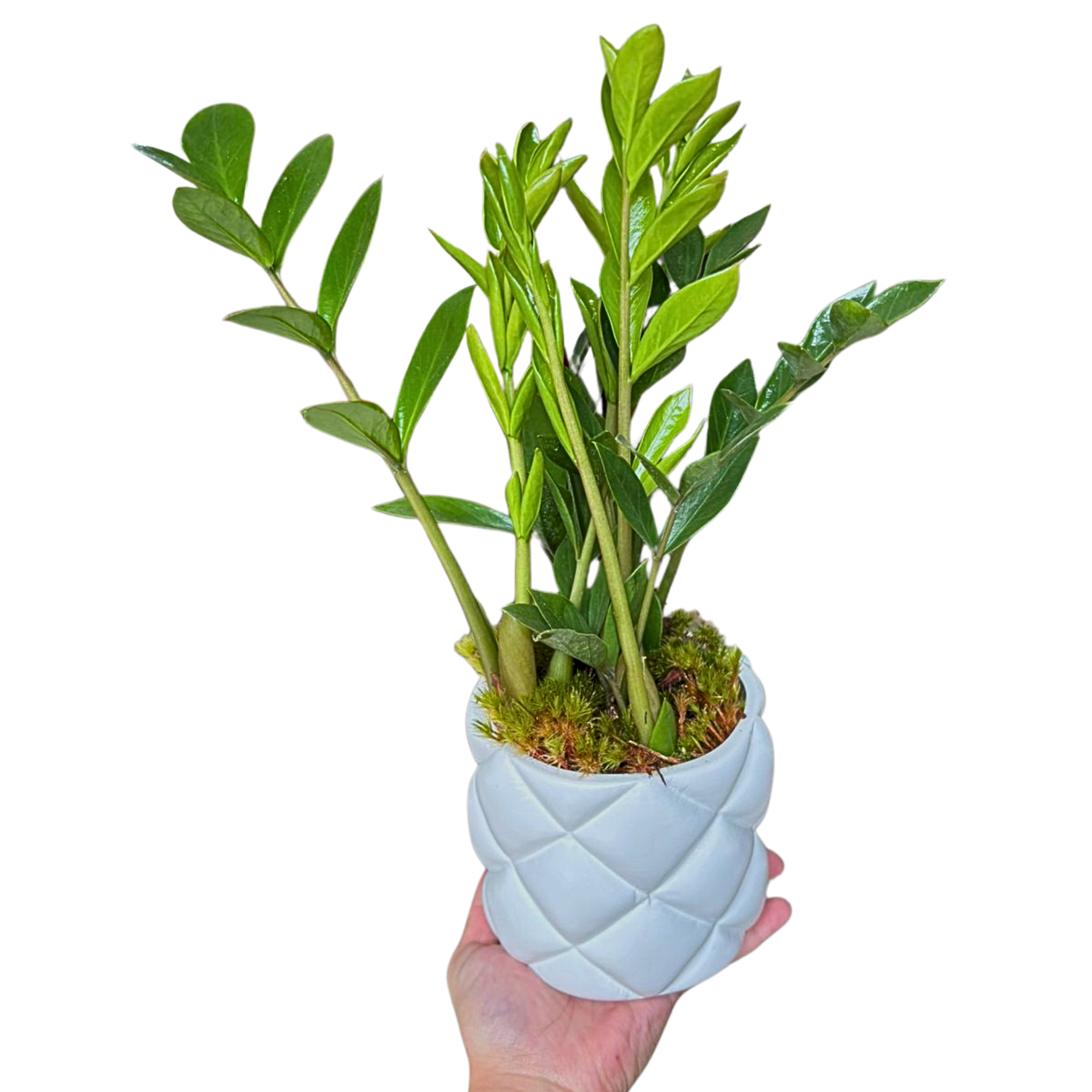 Mini Zamioculca na cer�mica